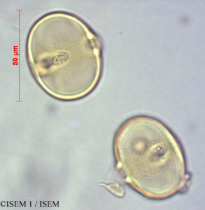 ISEM 1/Pouteria_laurifolia_7371/Pouteria_laurifolia_7371_0001(copy)_thumb.jpg